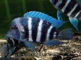 Cyphotilapia frontosa Lightning Blue Ikola