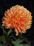 Chrysanthemum 04