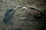 Rüppell's Vulture - Gyps rueppellii - Buitre Moteado - Voltor de Rüppel