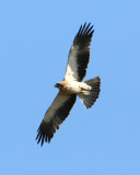 Booted Eagle - Hieraaetus pennatus - Aguililla calzada - guila calada