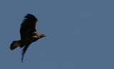 Spanish Imperial Eagle - Aquila adalbertii - Aguila Imperial iberica - Àguila Imperial Ibèrica