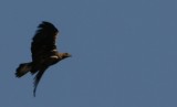 Spanish Imperial Eagle - Aquila adalbertii - Aguila Imperial iberica - guila Imperial Ibrica