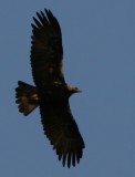 Spanish Imperial Eagle - Aquila adalbertii - Aguila Imperial iberica - Àguila Imperial Ibèrica