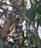 North African Chaffinch - Fringilla coelebs africana - Pinzn comn africano - Pins com afric