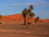 Palmeres in the desert - Palemeras en el desierto - Palmeres al desert