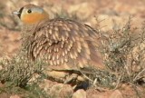 Crowned Sandgrouse - Pterocles coronatus - Ganga coronada - Ganga couronné