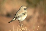 Desert Wheatear - Oenanthe deserti homochroa - Collalba desertica - Traquet du desert - Clit del desert