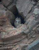 Desert Eagle Owl - Bubo (bubo) scalaphus - Buho Real del desierto - Duc del desert