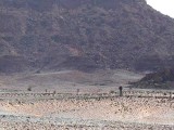 eugeni in the moon looking for Houbara Bustards