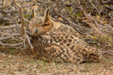 Desert Eagle Owl - Bubo (bubo) scalaphus - Buho Real del desierto - Duc del desert