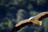 Egyptian Vulture - Neophron percnopterus - Alimoche - Aufrany