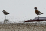 Greater Sand Plover right - Charadrius leschenaultii - Chorlitejo Mongol Grande derecha - Corriol Mongol gros