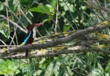 White-throated Kingfisher - Halcion smyrnensis - Alcion de Esmirna - Alci desmirna