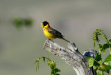 Adult male Black-headed Bunting - Emberiza melanocephala