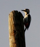 Syrian Woodpecker - Dendrocopos syriacus