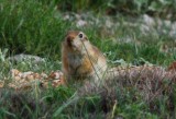 Wildlife photos from Turkey -  Birds - Butterflies and Bugs - Flowers - Landscapes