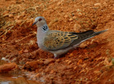 Tourtle Dove - Streptopelia turtur - Tortula vulgar - Tortora vulgar