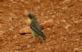 young Black-headed Bunting - Emberiza melanocephala