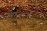 Spanish Sparrow - Passer hispaniolensis - Gorrion moruna - Pardal de Passa