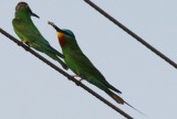 Wildlife photos from Turkey -  Birds - Butterflies and Bugs - Flowers - Landscapes