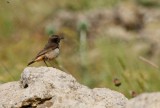 Adult male Kurdish Wheatear - Oenanthe xanthopryma - Collalba kurda - Colit kurd