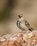 Male Pale Rock Sparrow - Carpospiza brachydactyla
