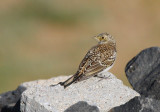 Young Horned Lark - Eremophila alpestris penicillata