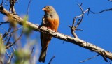 Cretzschmars Bunting - Emberiza caesia