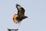 Long-legged Buzzard - Buteo rufinus rufinus