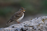 Bimaculated Lark - Melacorypha bimaculata