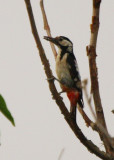 Syrian Woodpecker - Dendrocopos syriacus