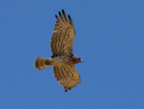 Short-toed Eagle - Circaetus gallicus - Aguila culubrera - Aguila marcenca