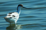 Avocet - Recurvirostra avosseta - Avoceta - Bec DAlena - Cusi sacs