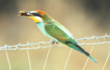 Bee-eater eating a Bomble bee - Merops apiaster - Abejaruco comiendo un abejorro - Abellarol amb un burinot