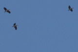 Black stork - Ciconia nigra - Cigea negra - Cigony negre