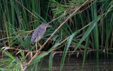 Young Black-crown Night Heron - Nictycorax nictycorax - Martinete - Martinet de Nit
