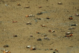 Crabs in the Bonanza Salt pans