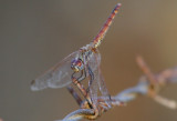 Darter Dragongly