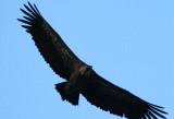 Griffon Vulture - Gyps fulvus - Buitre Leonado - Voltor com