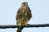 Kestrel - Falco tinnunculus - Cernicalo comun - Xoriguer