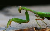Mantis