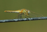 Red-veined Darter