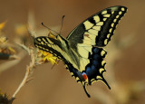 Swallowtail - Papilio machaon - Mariposa Rey - Papallona Rei 
