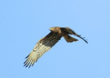 Shor-toed eagle - Circaetus gallicus