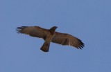 Shor-toed eagle - Circaetus gallicus