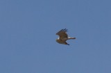 Shor-toed eagle - Circaetus gallicus