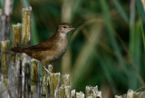 Savis Warbler - Locutella luscinoides - Savisanger - Boscaler com - Buscarla unicolor