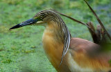 Squacco Heron - Ardeola ralloides - Gracilla cangrejera - Martinet Ros - Tophejre