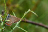 Sloe Hairstreak - Satyrium acaciae