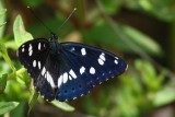 Southern White Admiral - Limenitis reducta